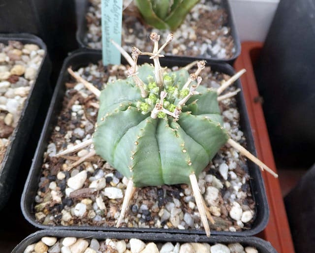 Synadenium (Euphorbia meloformis)