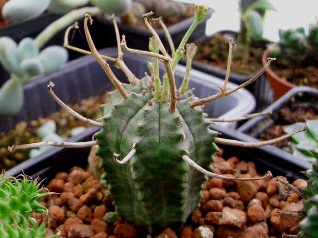 Synadenium