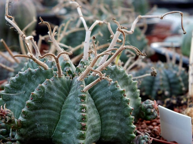 Synadenium