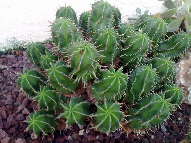 Synadenium