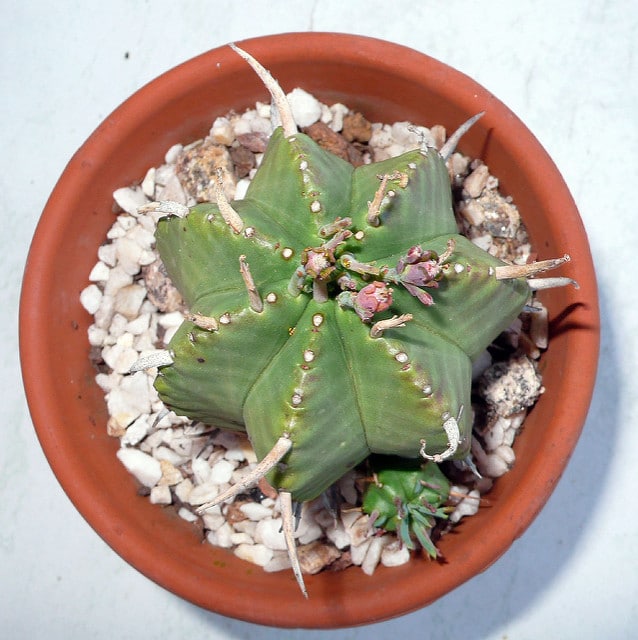 Synadenium