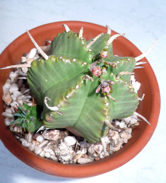 Synadenium