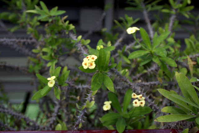 Euphorbia milii
