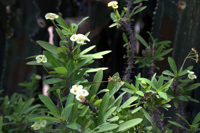 Euphorbia milii