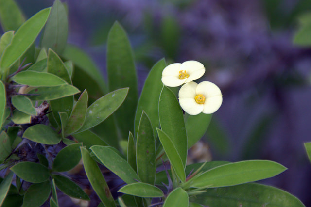 Euphorbia milii