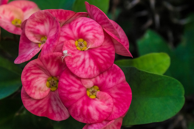 Euphorbia milii