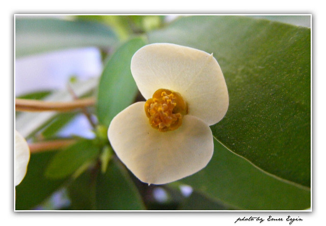 Euphorbia milii