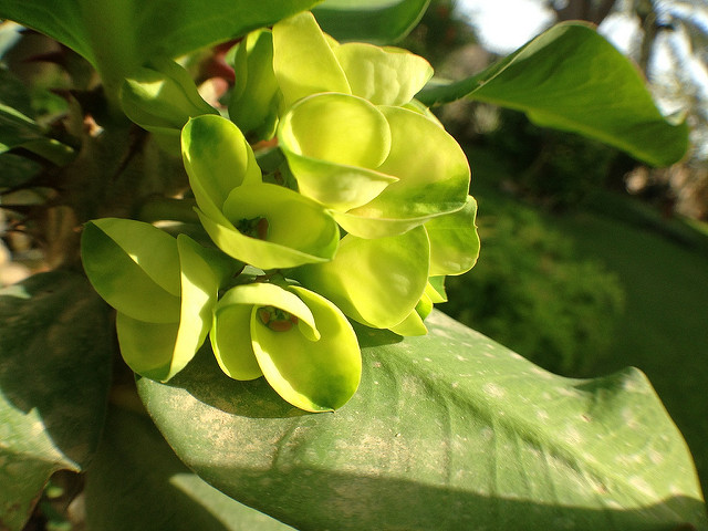 Euphorbia milii (Euphorbia milii)