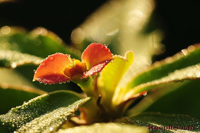 Euphorbia millotii