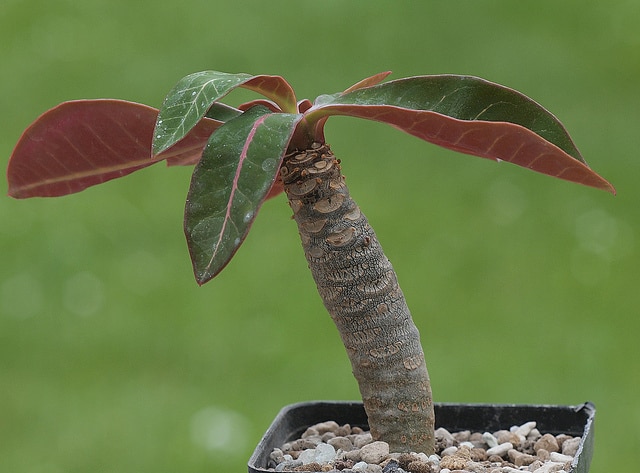 Euphorbia millotii (Euphorbia millotii)