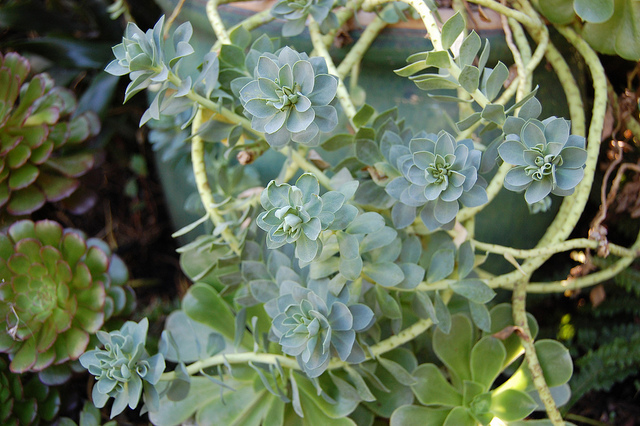Euphorbe de corse (Euphorbia myrsinites)