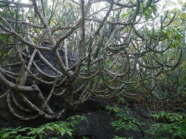 Euphorbia neriifolia