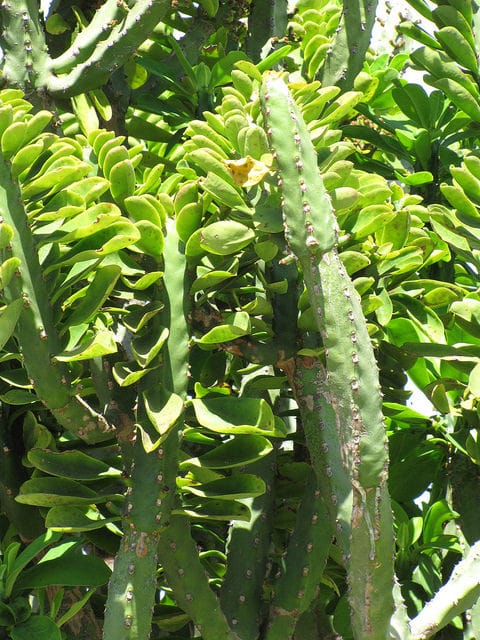 Euphorbia neriifolia