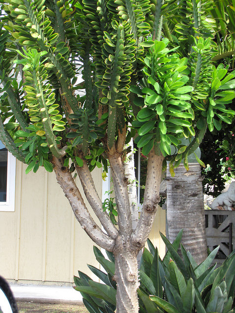 Euphorbia neriifolia
