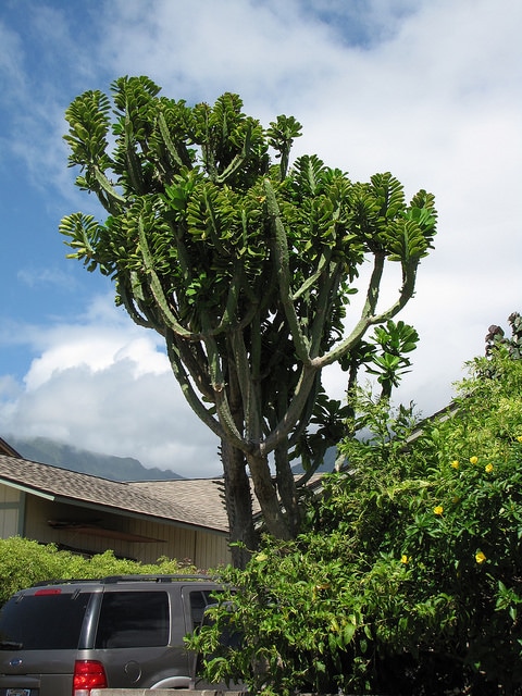 Euphorbia neriifolia