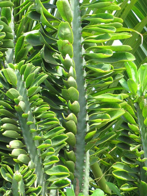Euphorbia neriifolia