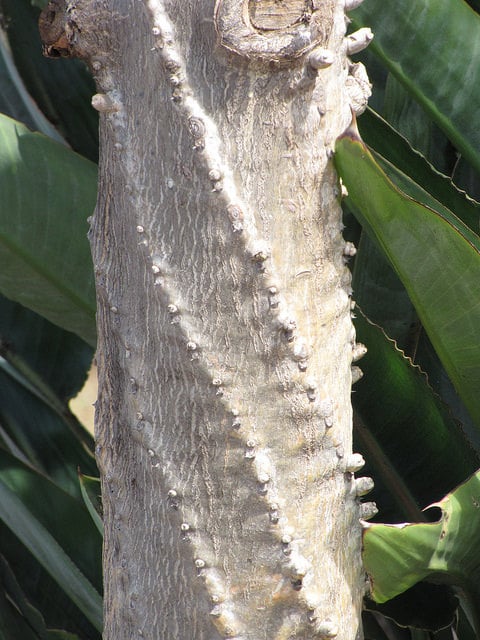 Euphorbia neriifolia