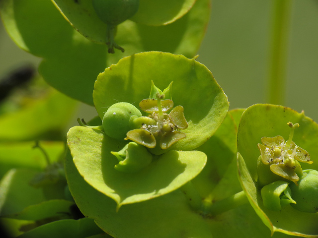 Euphorbe de nice (Euphorbia nicaeensis)