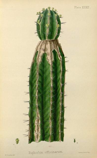 Synadenium (Euphorbia officinarum)