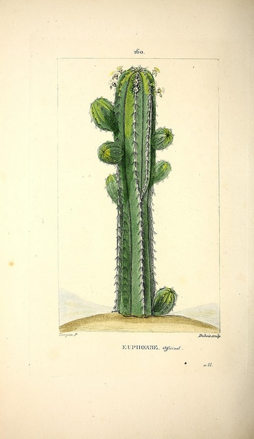 Synadenium