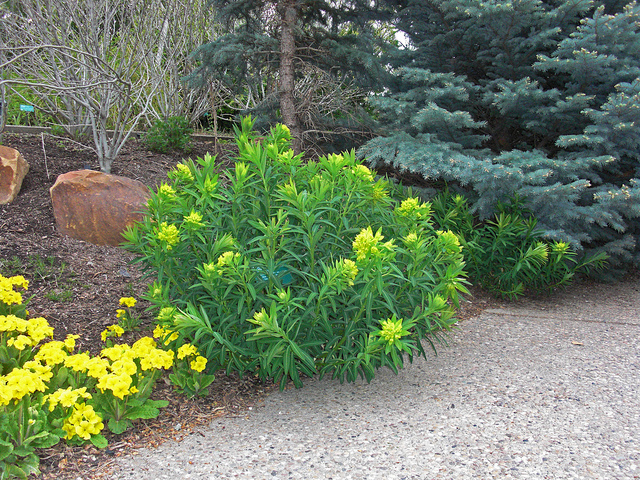 Euphorbe des marais (Euphorbia palustris)