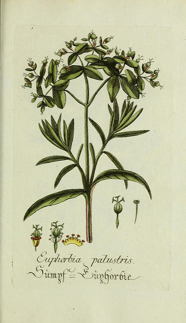 Euphorbe des marais