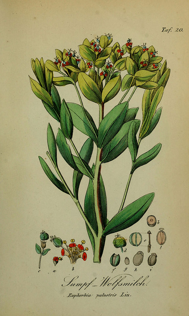 Euphorbe des marais