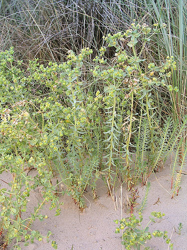 Euphorbe des dunes