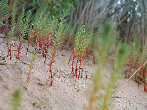 Euphorbe des dunes