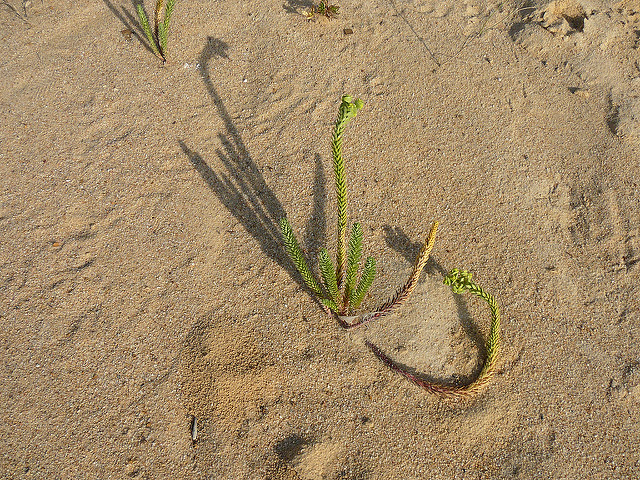 Euphorbe des dunes