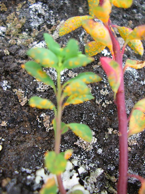 Euphorbe des jardiniers