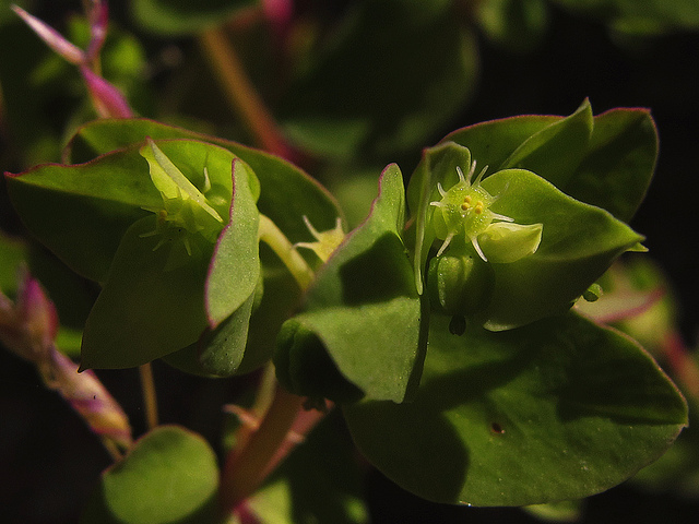 Euphorbe des jardiniers (Euphorbia peplus)