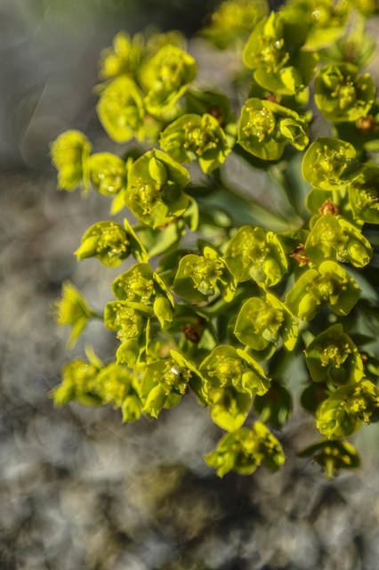 Euphorbe des baléares (Euphorbia pithyusa)