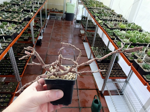 Euphorbia platyclada