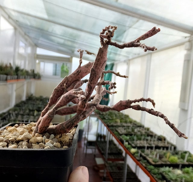 Euphorbia platyclada