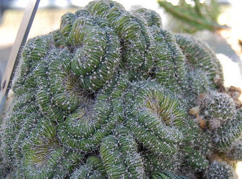 Euphorbia platyclada