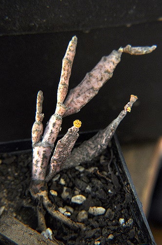 Euphorbia platyclada