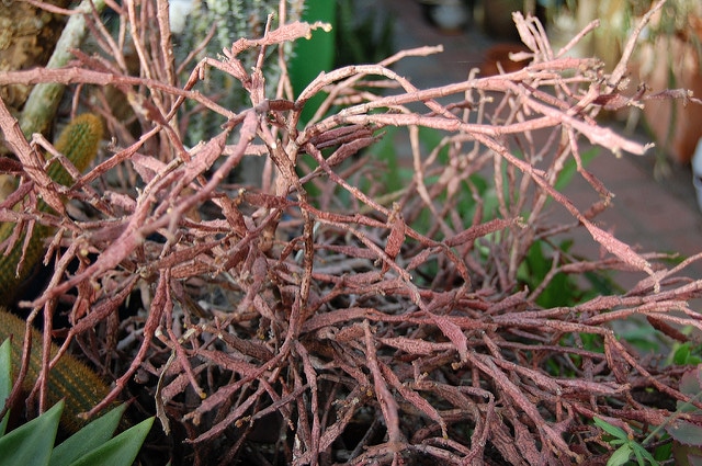 Euphorbia platyclada