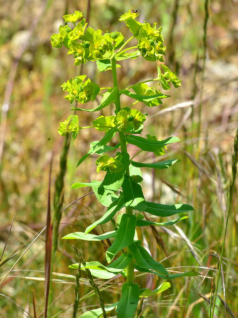 Euphorbe à larges feuilles (Euphorbia platyphyllos)