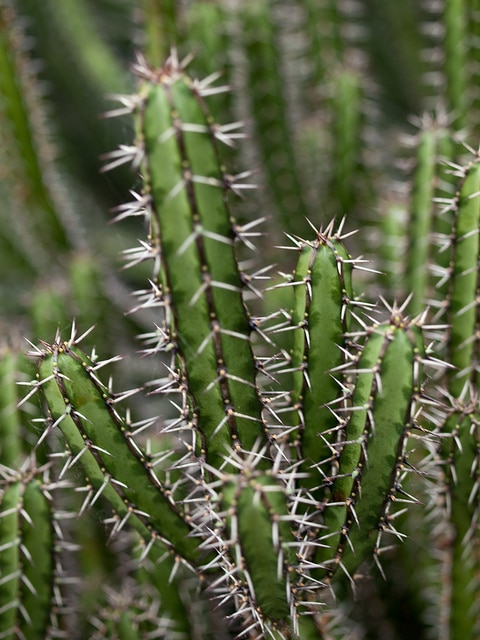 Synadenium (Euphorbia polyacantha)
