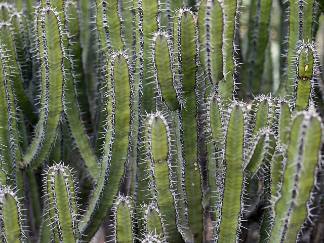 Synadenium