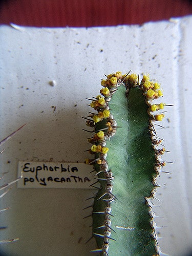 Synadenium