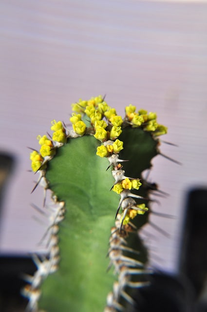 Synadenium