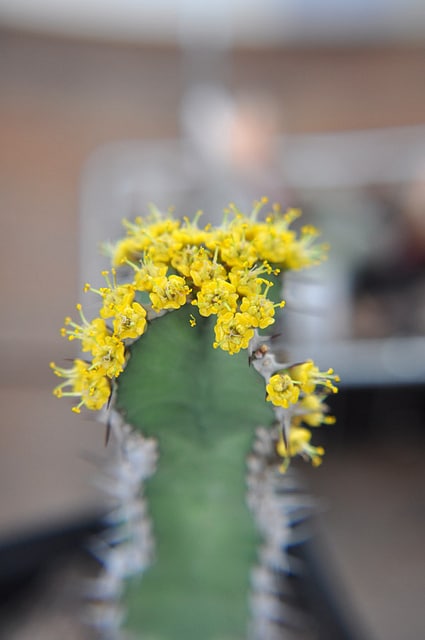 Synadenium