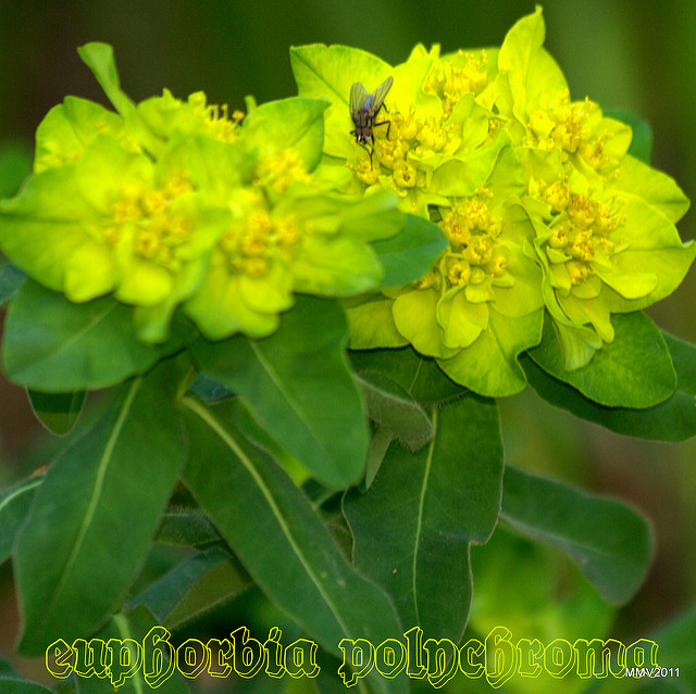 Euphorbe polychrome (Euphorbia polychroma)