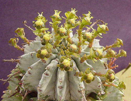 Synadenium