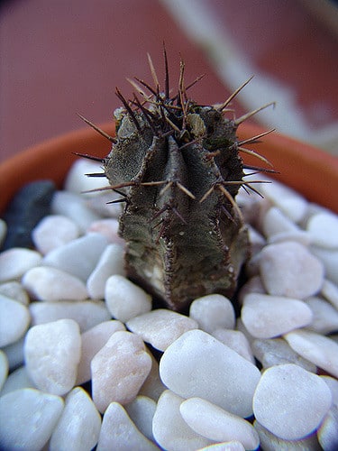 Synadenium