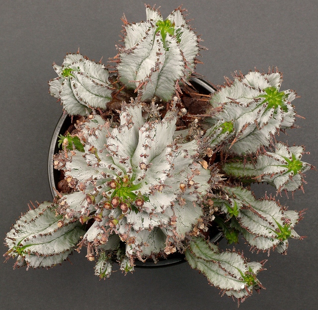 Synadenium