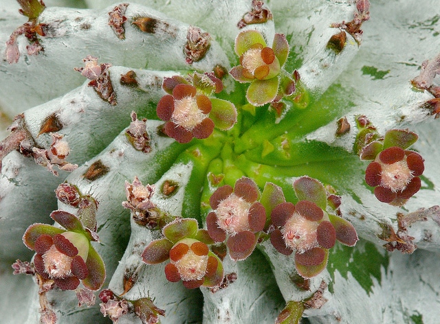 Synadenium
