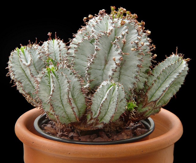 Synadenium
